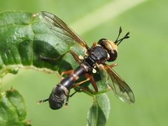 Physocephala vittata