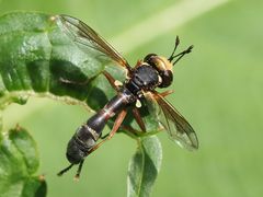 Physocephala vittata