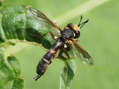 Physocephala vittata