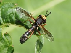 Physocephala vittata