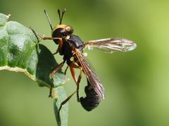 Physocephala vittata