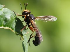 Physocephala vittata