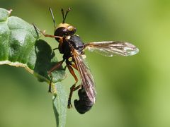 Physocephala vittata