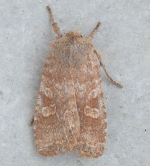 Lithophane semiusta