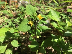 Lysimachia japonica