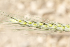 Triticum