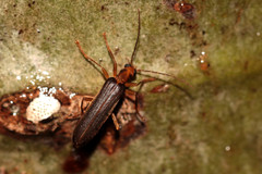 Nacerdes carniolica