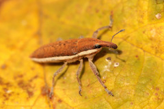 Lixus albomarginatus