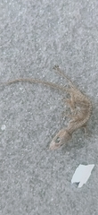 Hemidactylus platyurus