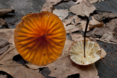 Marasmius berteroi
