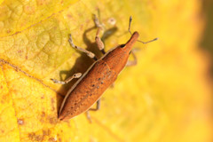 Lixus albomarginatus