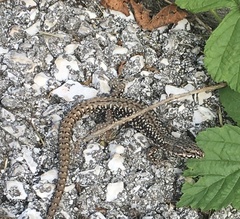 Podarcis muralis muralis