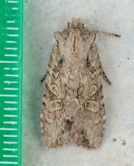 Lithophane disposita