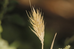 Hordeum vulgare