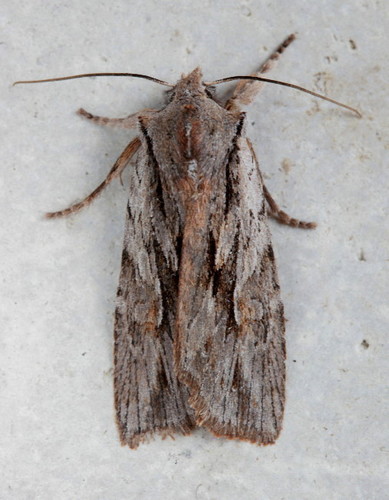 Cedar Pinion