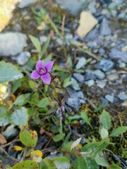 Gentianella campestris