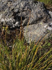 Carex myosuroides
