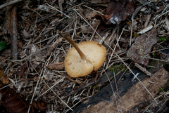 Lentinus flexipes