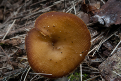 Lentinus flexipes