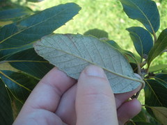 Quercus oblongata