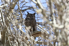 Bubo virginianus magellanicus