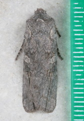 Lithophane antennata