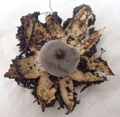 Geastrum tenuipes