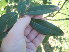 Quercus oblongata