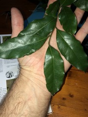 Cryptocarya bidwillii