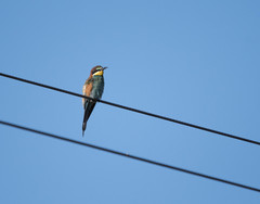 Merops apiaster