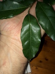 Cryptocarya bidwillii