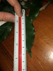 Cryptocarya bidwillii