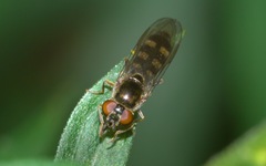 Platycheirus scutatus