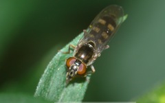 Platycheirus scutatus