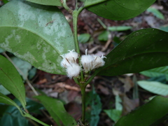 Empogona reflexa