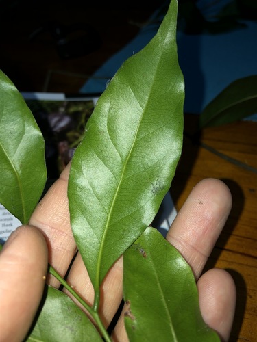 Image of Cryptocarya bidwillii by (c) Greg Tasney, some rights reserved (CC BY-SA)
