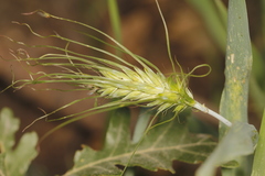 Hordeum vulgare