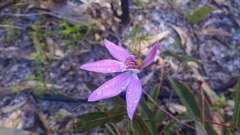 Caladenia hillmanii