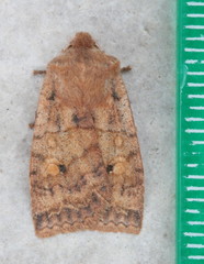Eupsilia tristigmata
