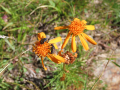 Jacobaea abrotanifolia