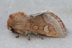 Psaphida styracis