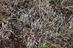 Cladonia maxima