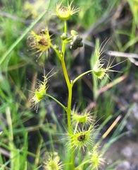 Drosera peltata