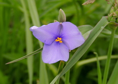 Tradescantia