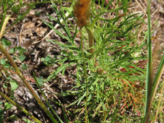 Jacobaea abrotanifolia
