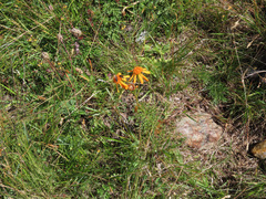 Jacobaea abrotanifolia