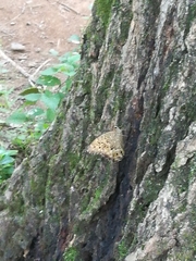 Neope goschkevitschii