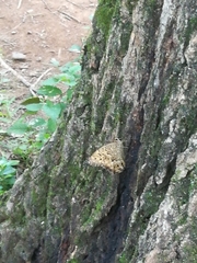 Neope goschkevitschii