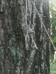 Platypleura kaempferi