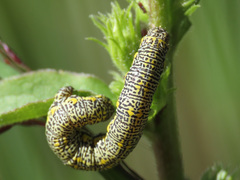 Lycia alpina